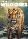 2025英國紀錄片《野性生靈/Endangered Planet》英語中字 盒裝2碟